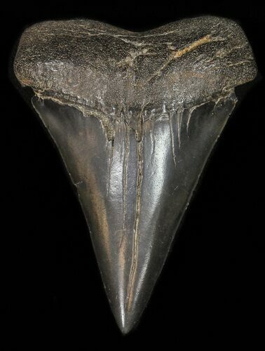 Large, Black Fossil Mako Shark Tooth - Georgia #42264